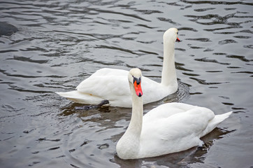 Two white swans on a lake during the daytime. Beautiful swan. © yaroslav1986