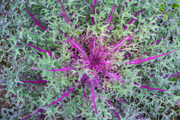 Blurred for Background.natural fresh purple and green cabbage (Ornamental Kale) with dew drops for texture.