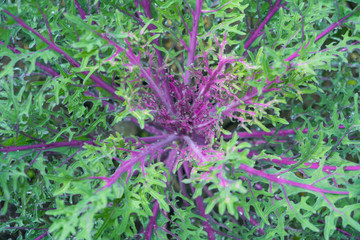 Blurred for Background.natural fresh purple and green cabbage (Ornamental Kale) with dew drops for texture.