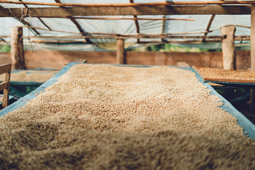 Dried coffee beans And hands are selecting