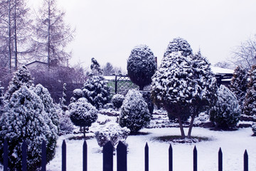 winter garden in the yard