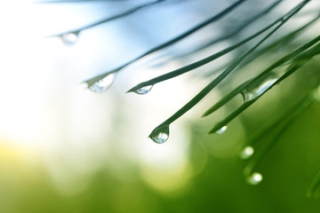 Drops of rain on the needles of the pine branch close up. Spring nature background.