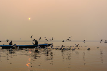  Morning view of holy ghats of Varanasi with a boatman sailing and migratory seagulls flying in Varanasi, India