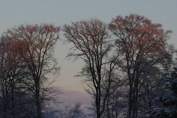 Buchen im Wintersonnenaufgang