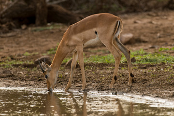 Impala, Aepyceros melampus, Afrique du Sud