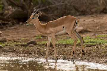 Impala, Aepyceros melampus, Afrique du Sud