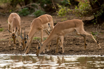 Impala, Aepyceros melampus, Afrique du Sud