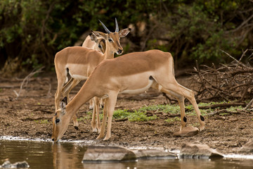 Impala, Aepyceros melampus, Afrique du Sud