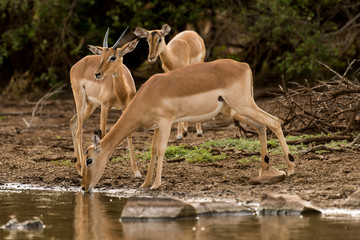 Impala, Aepyceros melampus, Afrique du Sud