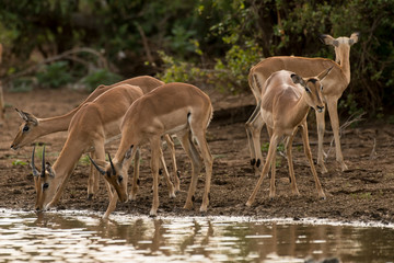 Impala, Aepyceros melampus, Afrique du Sud