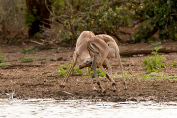 Impala, Aepyceros melampus, Afrique du Sud