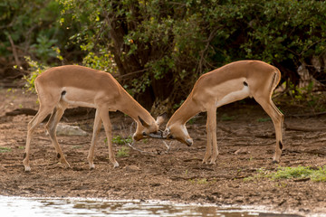 Impala, Aepyceros melampus, Afrique du Sud