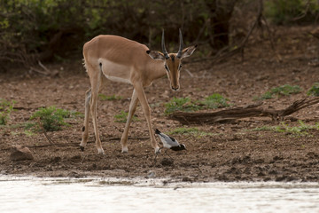 Impala, Aepyceros melampus, Afrique du Sud