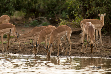 Impala, Aepyceros melampus, Afrique du Sud