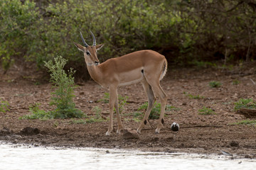Impala, Aepyceros melampus, Afrique du Sud