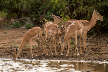 Impala, Aepyceros melampus, Afrique du Sud