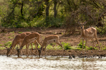 Impala, Aepyceros melampus, Afrique du Sud