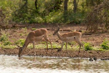 Impala, Aepyceros melampus, Afrique du Sud