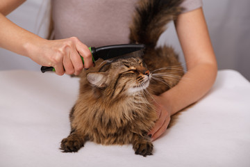 Tabby cat lying and enjoying being cleaned and combed. Combing the furry grey striped cat. The concept of pet care