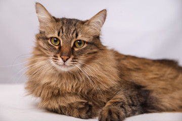 Portrait of a striped fluffy cat. Gray striped cute cat lying on a light wall background, close-up