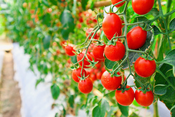 Fresh ripe red tomatoes plant growth in organic greenhouse garden ready to harvest