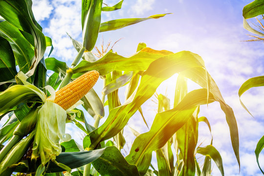 Corn cob growth in agriculture field outdoor with clouds and blue sky