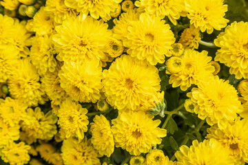 beautiful chrysanthemum flowers background top view