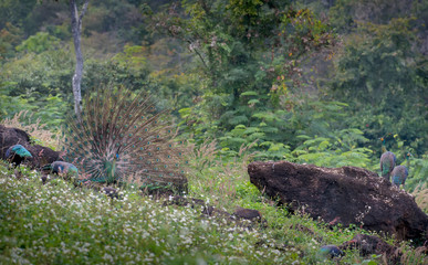 The male peacock is showing wings showing the tail in nature.