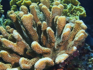Stone coral
