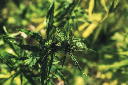 Cannabis (Cannabis sativa), close-up