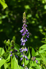 Blooming Fodder or Eastern Galega, Galega Orientalis, in wild close-up, selective focus, shallow DOF