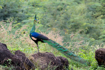 Fototapeta premium The male peacock standing on stone in nature.