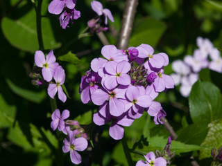 Perennial honesty or Lunaria rediviva flowers macro with bokeh background, selective focus, shallow DOF