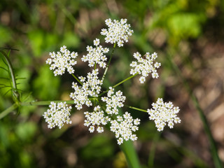 Cow Parsley or Wild Chervil, Anthriscus sylvestris, flower clusters macro, selective focus, shallow DOF