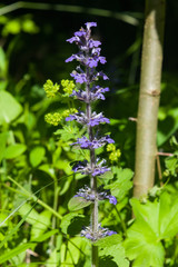 Bugleherb or bugleweed, Ajuga reptans, blossom with bokeh background, close-up, selective focus, shallow DOF