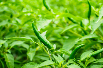 chilli peppers plant in organic garden
