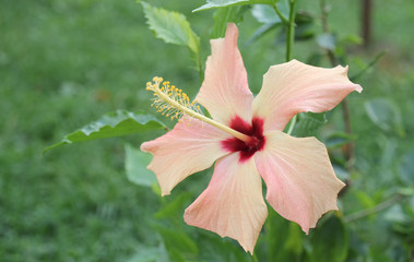 red leaf in the garden, hibiscus