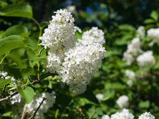 White flowers on Common lilac or Syringa vulgaris macro, selective focus, shallow DOF
