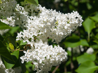 White flowers on Common lilac or Syringa vulgaris macro, selective focus, shallow DOF