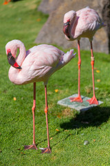 two flamingos