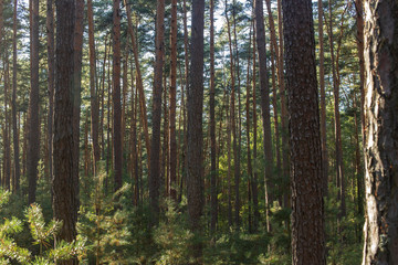 pine trees in the forest