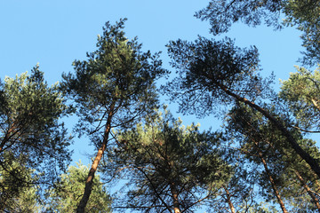 trees and blue sky