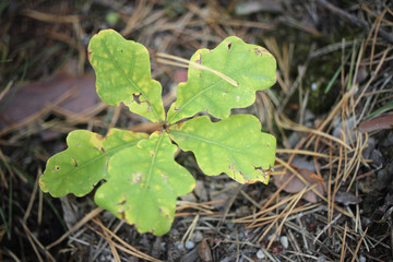 Fototapeta premium small oak tree, leaves