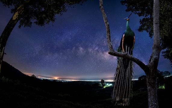 Fototapeta The male peacock stands on a branch at dawn.