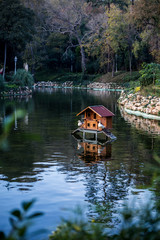 Fototapeta premium Ducks on the river