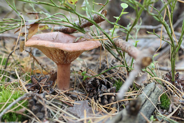 mushroom in the forest