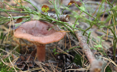 mushroom in the forest