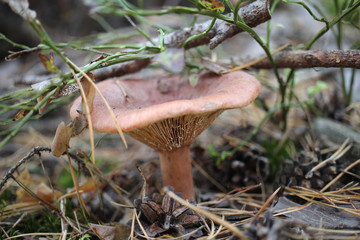 mushroom in the forest