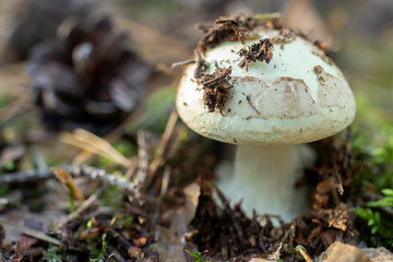 mushroom in the forest