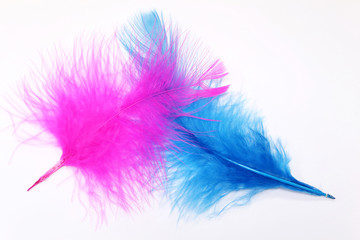 Pink and blue feather isolated on white background. Concept of lightness, elegance, symbol of homosexual relations